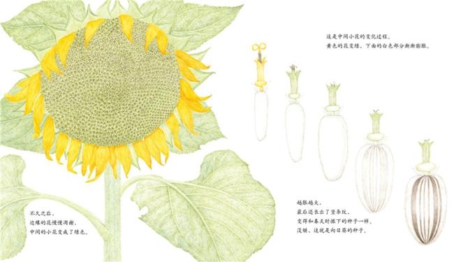 从一粒种子的旅程,看世间万物的奥秘 ★剖面展示向日葵花盘结构:大